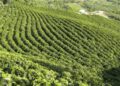 Explore the Characteristics of Gia Lai Coffee