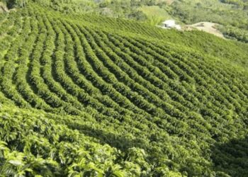 Explore the Characteristics of Gia Lai Coffee