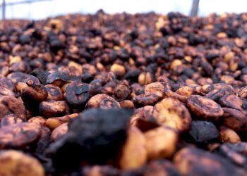 Honey Processing Coffee: A Method for Unique Flavors & Sustainability