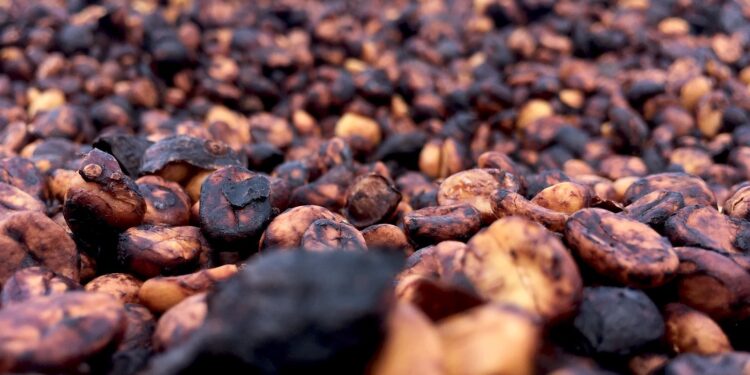 Honey Processing Coffee: A Method for Unique Flavors & Sustainability