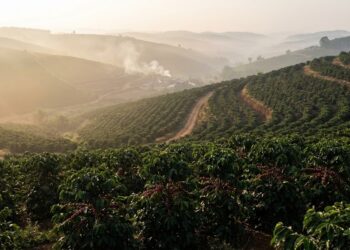 Vietnam Coffee Exports Hit $8.5 Billion as High Prices and Structural Shifts Reshape the Market