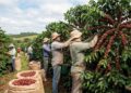 Brazil’s Strategic Shift to Robusta Coffee: Climate, Yield and Market Dynamics