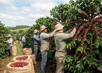 Brazil’s Strategic Shift to Robusta Coffee: Climate, Yield and Market Dynamics
