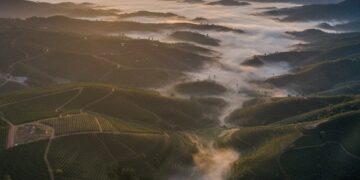 Global Coffee Market Outlook 2026: ICO Signals a Turning Point for Sustainability, Supply and Farmer Resilience