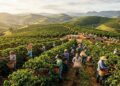 Arabica Coffee Futures Slide as Brazil’s Record Crop Reshapes Global Market Outlook