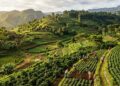 Regenerative Agriculture in Ethiopia: A Strategic Shift Toward Climate – Resilient Farming Systems
