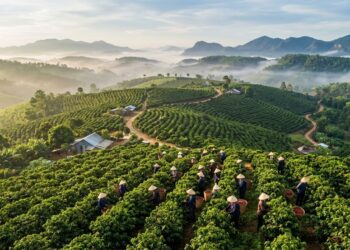 Vietnam Coffee Market 2026: Record Exports, Price Volatility, and the Strategic Rise of Robusta