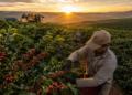 Brazil’s Record Coffee Export Outlook: Market Relief or the Calm Before Another Weather Storm?