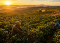 Brazil’s Record Coffee Harvest in 2026: What It Means for Global Coffee Prices, Supply Chains, and the Future of the Market