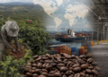 Global Coffee Market Paradox: Low Inventories Meet Expectations of a Record Brazilian Harvest