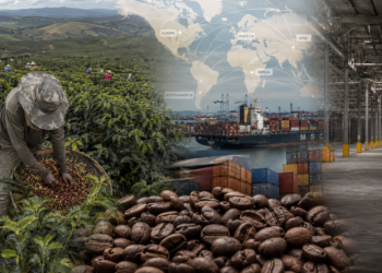 Global Coffee Market Paradox: Low Inventories Meet Expectations of a Record Brazilian Harvest