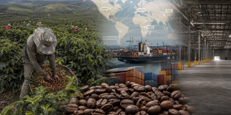 Global Coffee Market Paradox: Low Inventories Meet Expectations of a Record Brazilian Harvest